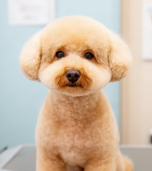 滝川のサロンでテディベアカットに整えたトイプードルの正面写真